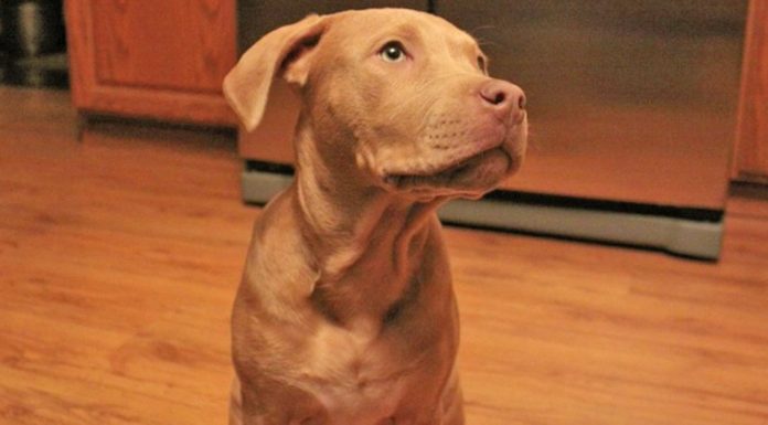 Mom Is Furious When Son Brings A Pit Bull Home. Then He Explains THIS To Her…