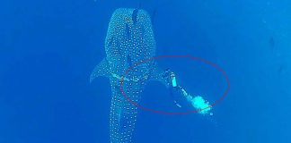 A Diver Notices A Shark In Distress – His Next Move Took My Breath Away