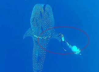 A Diver Notices A Shark In Distress – His Next Move Took My Breath Away