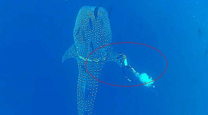 A Diver Notices A Shark In Distress – His Next Move Took My Breath Away