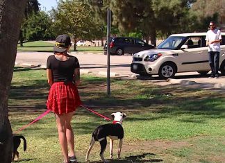 She Takes 2 Depressed Dogs To The Park. When They See The Man In White? Unbelievable.