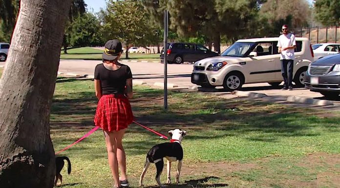 She Takes 2 Depressed Dogs To The Park. When They See The Man In White? Unbelievable.