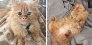After They Brought Her Home From A Shelter, This Cat Can’t Stop Smiling