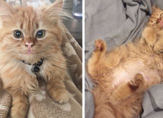 After They Brought Her Home From A Shelter, This Cat Can’t Stop Smiling