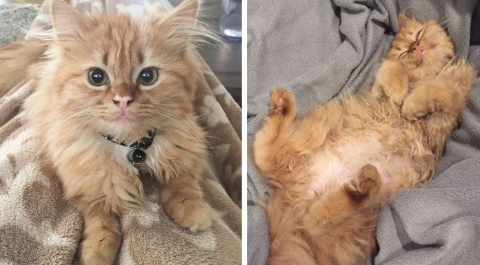 After They Brought Her Home From A Shelter, This Cat Can’t Stop Smiling