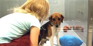 Shelter Dog Hangs Her Head Low In Her Kennel. But Wait Til This Young Girl Looks At Her…