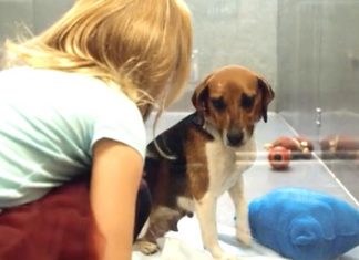Shelter Dog Hangs Her Head Low In Her Kennel. But Wait Til This Young Girl Looks At Her…