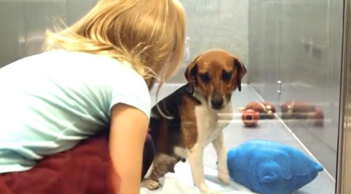 Shelter Dog Hangs Her Head Low In Her Kennel. But Wait Til This Young Girl Looks At Her…