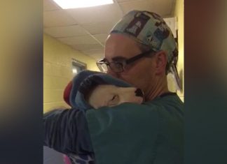 Vet Shows True Compassion When He Rocks Puppy Like A Baby To Calm Her After Surgery.