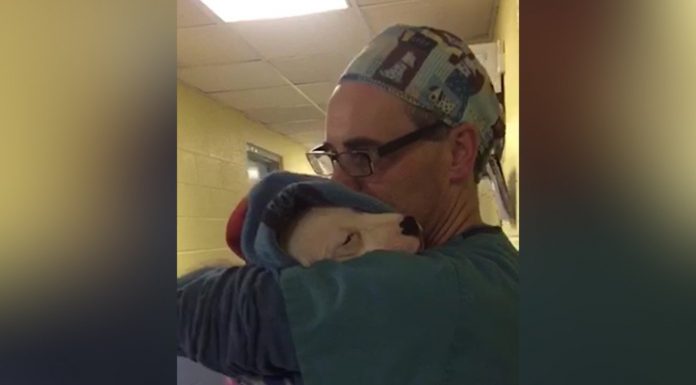 Vet Shows True Compassion When He Rocks Puppy Like A Baby To Calm Her After Surgery.