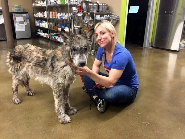Suspected Wolf Hybrid Saved From A Terrible Life On The Street