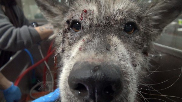 Suspected Wolf Hybrid Saved From A Terrible Life On The Street