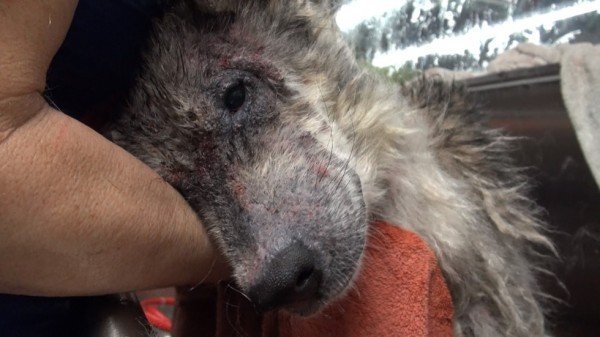 Suspected Wolf Hybrid Saved From A Terrible Life On The Street