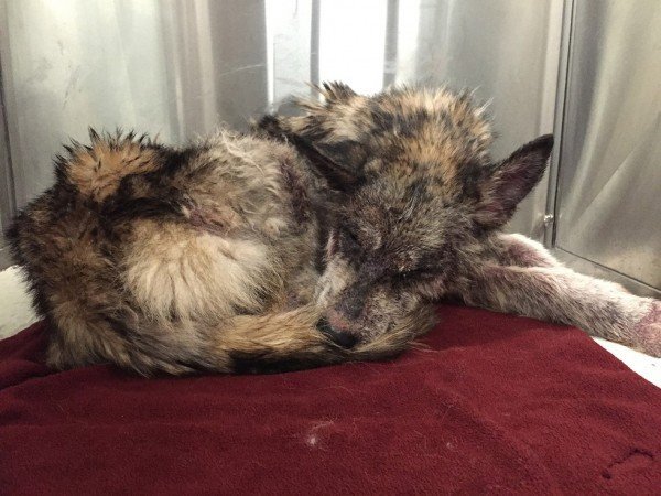 Suspected Wolf Hybrid Saved From A Terrible Life On The Street