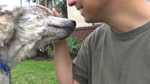 Suspected Wolf Hybrid Saved From A Terrible Life On The Street