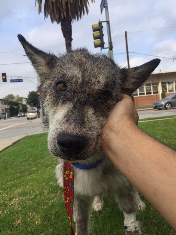 Suspected Wolf Hybrid Saved From A Terrible Life On The Street