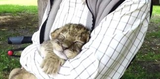 Wait Until You See Whose Lap This Lil Lion Is Snuggled Up On. Oh My Gosh, Bless His Heart!