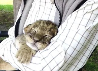 Wait Until You See Whose Lap This Lil Lion Is Snuggled Up On. Oh My Gosh, Bless His Heart!