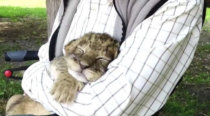 Wait Until You See Whose Lap This Lil Lion Is Snuggled Up On. Oh My Gosh, Bless His Heart!