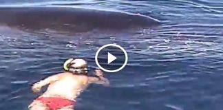 He swam up to what he thought was a dead whale, what happened next was amazing