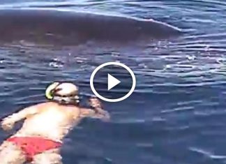 He swam up to what he thought was a dead whale, what happened next was amazing