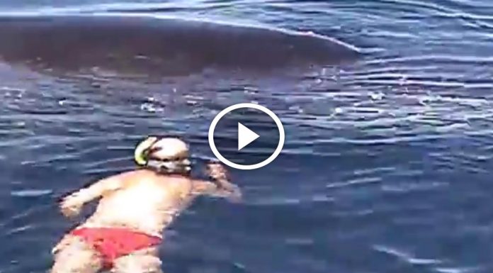 He swam up to what he thought was a dead whale, what happened next was amazing