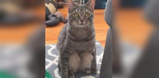 They Adopted This Adorable Cat From A Shelter. Then They Noticed How He Sat…