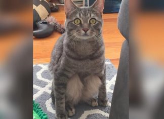 They Adopted This Adorable Cat From A Shelter. Then They Noticed How He Sat…