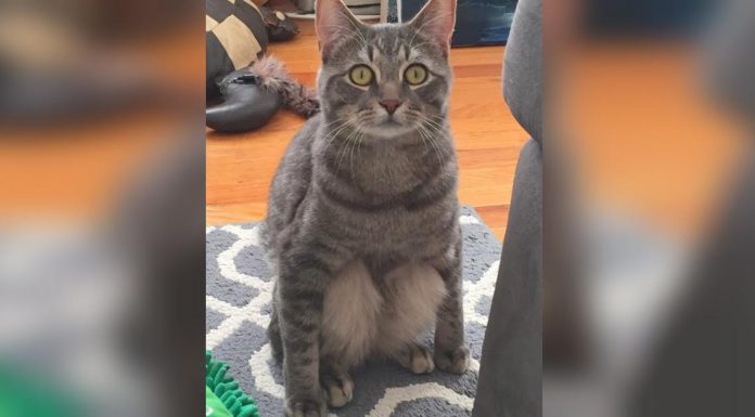 They Adopted This Adorable Cat From A Shelter. Then They Noticed How He Sat…