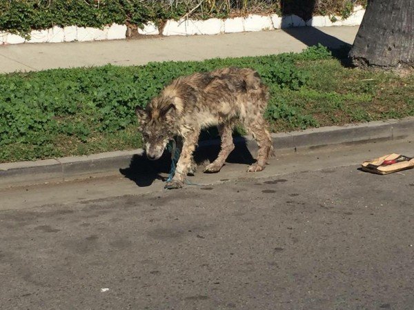 Suspected Wolf Hybrid Saved From A Terrible Life On The Street