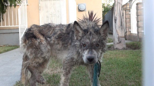 Suspected Wolf Hybrid Saved From A Terrible Life On The Street