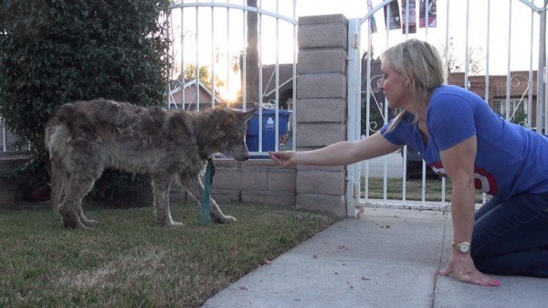 Suspected Wolf Hybrid Saved From A Terrible Life On The Street