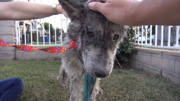 Suspected Wolf Hybrid Saved From A Terrible Life On The Street