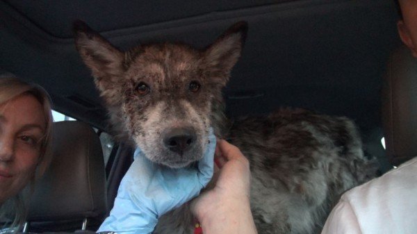 Suspected Wolf Hybrid Saved From A Terrible Life On The Street