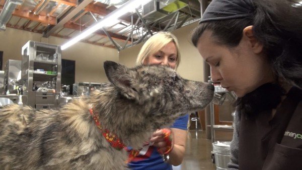 Suspected Wolf Hybrid Saved From A Terrible Life On The Street