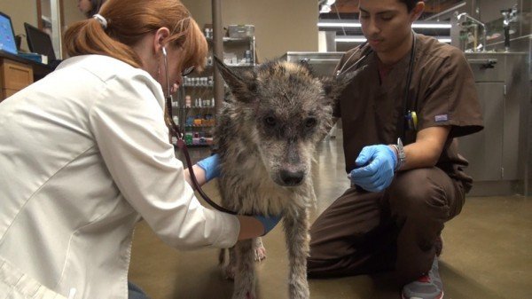 Suspected Wolf Hybrid Saved From A Terrible Life On The Street