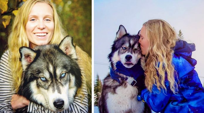 Woman Rescues Husky Puppy, Then He Saves Her From An Abusive Relationship