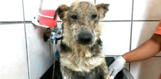 They Put This Abused Baby In A Warm Bath For The First Time. Now Keep Your Eyes On His Face…