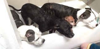 He Pours Water On 4 Rescue Babies. But Look Closely Into Their Eyes… This Is INCREDIBLE!