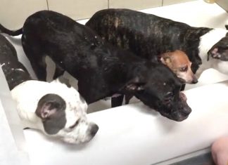 He Pours Water On 4 Rescue Babies. But Look Closely Into Their Eyes… This Is INCREDIBLE!