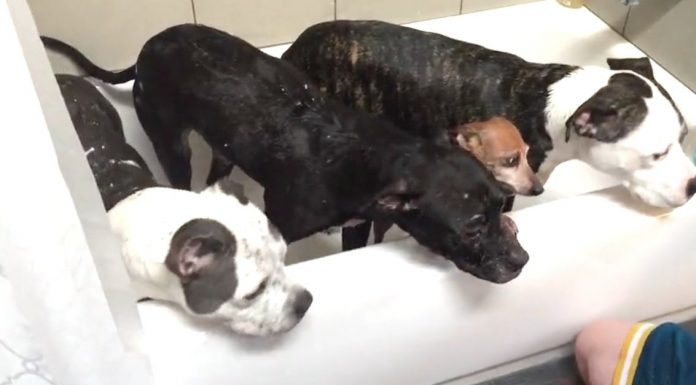 He Pours Water On 4 Rescue Babies. But Look Closely Into Their Eyes… This Is INCREDIBLE!