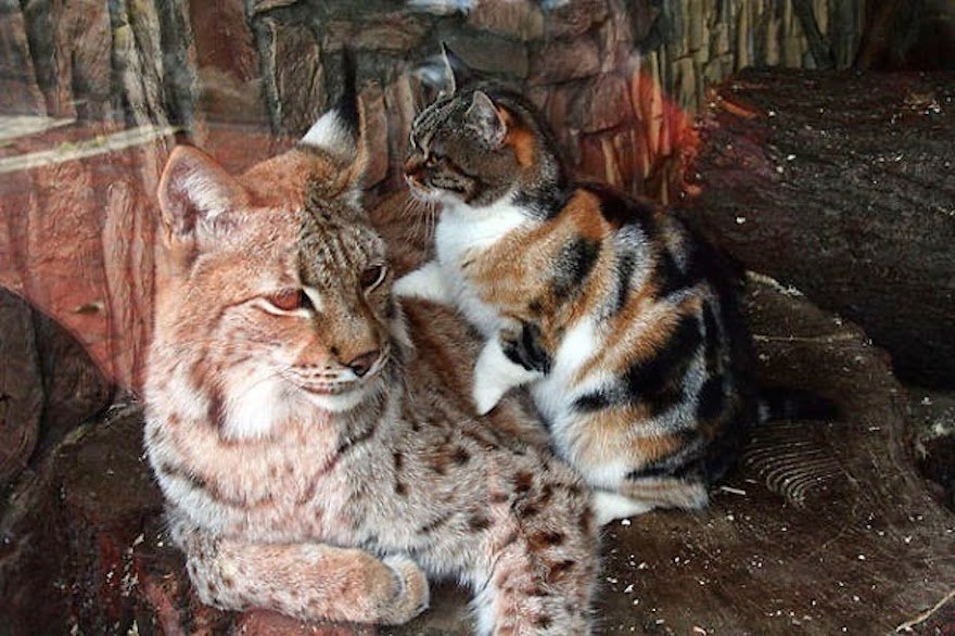 Homeless Cat Sneaks Into Zoo And Becomes Friends With A Lynx