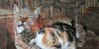 Homeless Cat Sneaks Into Zoo And Becomes Friends With A Lynx