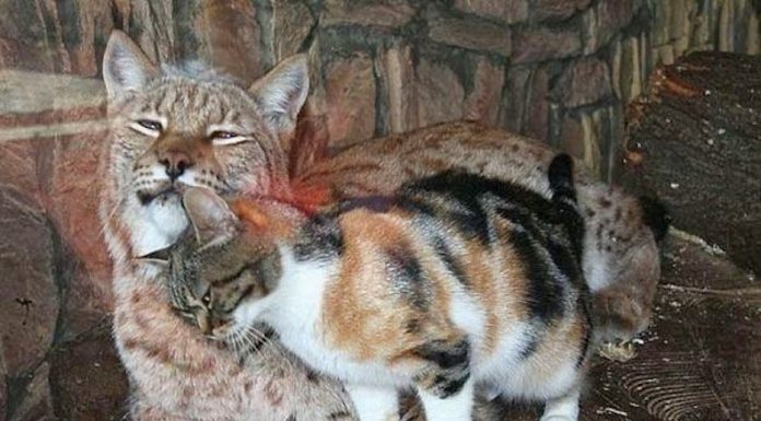 Homeless Cat Sneaks Into Zoo And Becomes Friends With A Lynx