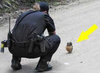 This brave little baby owl blocked the path of a police car