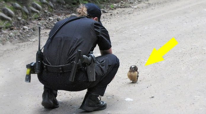 This brave little baby owl blocked the path of a police car