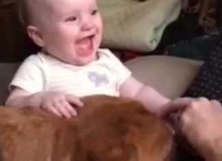 Dog makes baby laugh hysterically