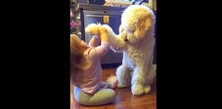 Dad caught her teaching the dog a trick, leaving him with a memory he’ll never forget.