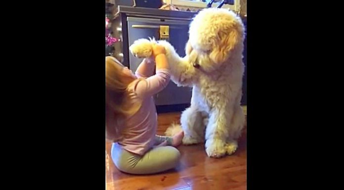 Dad caught her teaching the dog a trick, leaving him with a memory he’ll never forget.