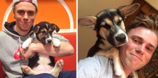 15 before-and-after photos of rescued animals that will put a smile on your face